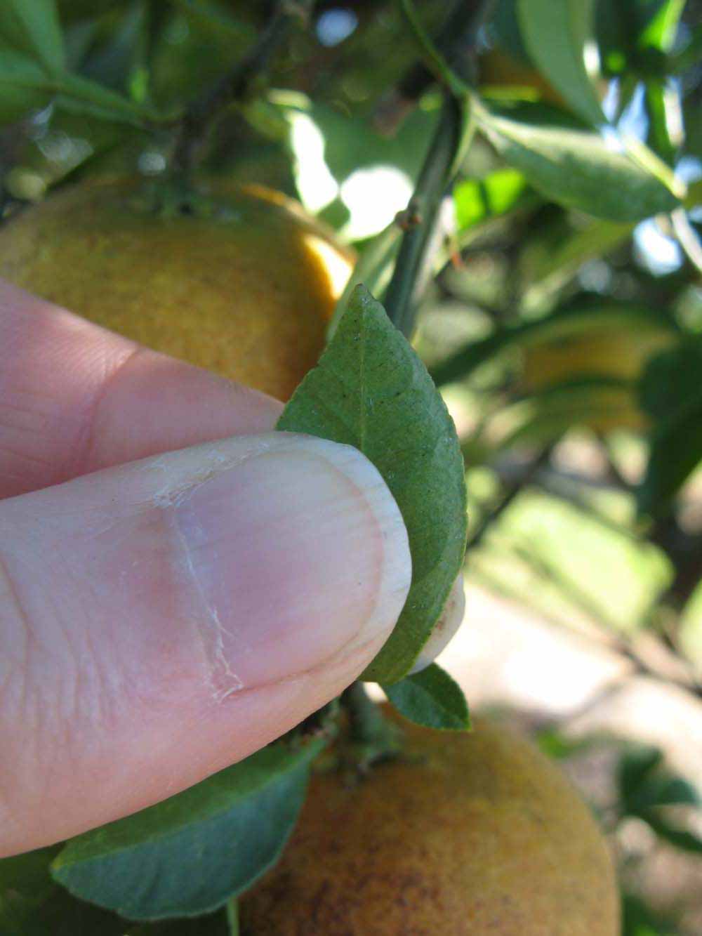              Margin (Winter Haven, FL)       